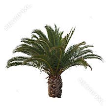 Isolated Palm Tree