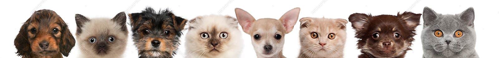Group of cropped view of Cat and Dog heads