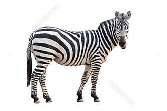 Zebra isolated