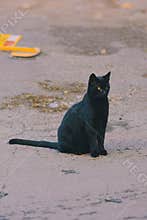cat on street on day light