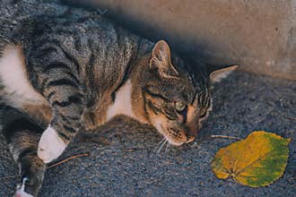 cat on street on day light