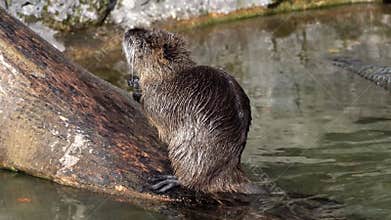 Coypu, Myocastor coypus, also known as river rat or nutria, is large, herbivorous, semiaquatic rodent