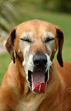 Dog yawning