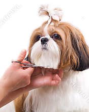 Grooming the Shih Tzu dog