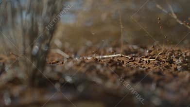 Deserts and Grass and Rain