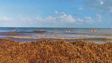 Caribbean beach totally filthy dirty nasty seaweed pollution problem Mexico