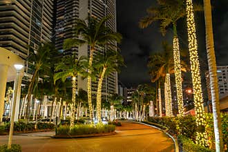 Palm trees decorated with the lights in Hallandale Beach, Miami