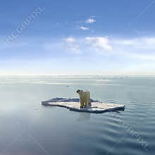 The last Polar Bear