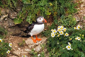 Atlantic Puffin - Fratercula arctica by its nest.