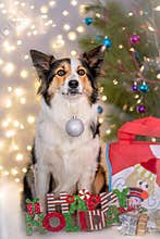 Happy Christmas dog
