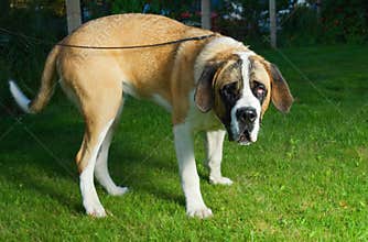 Beautiful St. Bernard dog
