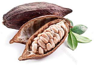 Cocoa pod