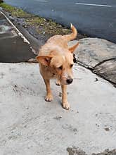 the dog's eyes look at the point of view