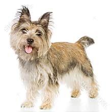 Isolated terrier