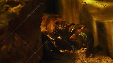 Large lobster as it gracefully moves through an aquarium filled with sparkling water under ambient light large