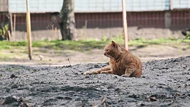 Stray Beaten Ginger Cat Lies on the Barren Ground of an Urban Yard