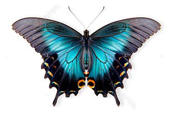 Beautiful Luzon Peacock Swallowtail Blue butterfly isolated on a white background with clipping path