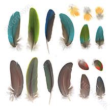 Parrot feathers