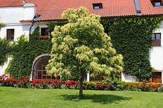 Edible chestnut tree, flowers bloom. Sweet chestnut tree, Castanea sativa. Blossoms of Sweet Chestnut, Spanish or just chestnut in