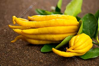 Buddha hand citrus fruit. Yellow Organic fingered citron, Buddha\'s Hand Citrus Fruit with Fingers