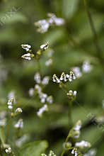 Morgan County Alabama Generic Vegetation Flower - Tiny White Flowers