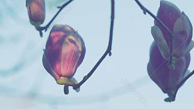 Floral-Themed Backdrop. Pink Magnolia Flowers. Spring Garden. Copy Space.