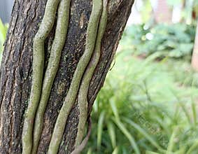 roots and tree funny job