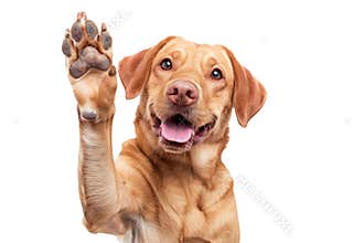 Dog with raised high paw showing high five gesture