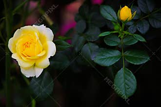 Tropical yellow rose and bud