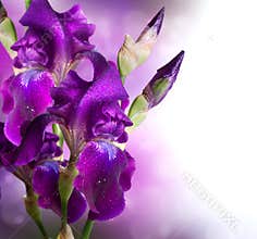 Iris Flowers Art Design