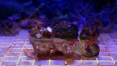 green mouth moon palythoa soft coral colony, polyp move head in flow, absorb dissolved organic matter, good for beginner