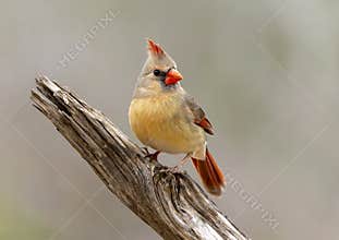 Female northern cardinal perched on a log in the La Lomita Bird and Wildlife Photography Ranch in Texas.