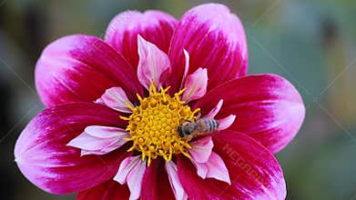 Bees at Elizabeth Gamble Gardens Palo Alto California