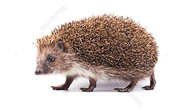 Wild hedgehog isolated on white