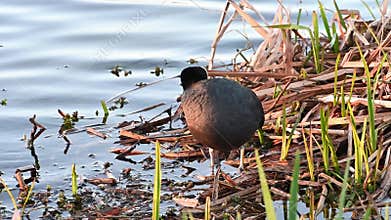 Coot resting on nest