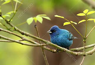 Indigo Bunting, Passerina cyanea