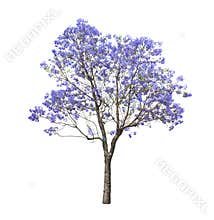 Beautiful blooming Jacaranda tree