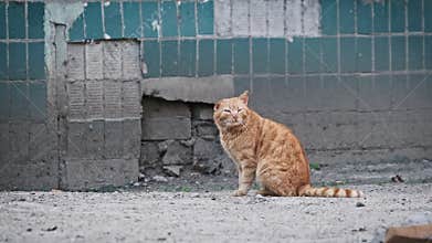 Beaten Homeless Ginger Cat Sits on the Street Near a Poor Building