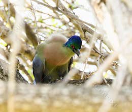 A Southern Purple-crested Turaco, Gallirex porphyreolophus, ssp. porphyreolophus, perched on a tree branch in South Africa
