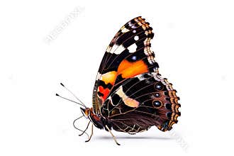 Beautiful Red Admiral butterfly isolated on a white background. Side view