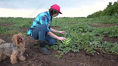 Farmer in watermelon field. Agricultural business concept. A young farmer walks through a field and looks at ripe