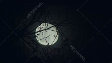 Moon night branch scary full blue tree horror sky evening