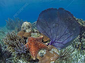 Sea Star and Sea Fan Underwater