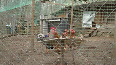 chickens in a chicken coop