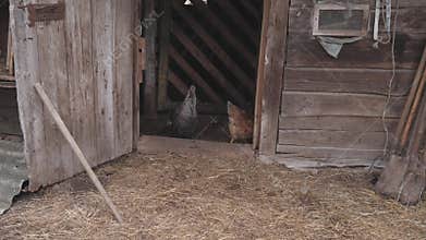 chickens in a chicken coop