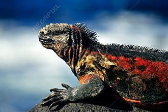Marine Iguana
