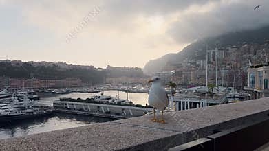 Close-up view of seagull in port Hercules at sun, huge boat, a lot of new mega yachts in Monaco, Monte-Carlo
