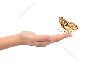 Beautiful butterfly on a woman hand