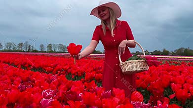 Beautiful blonde girl in red dress and white straw hat with wicker basket on colorful tulip fields