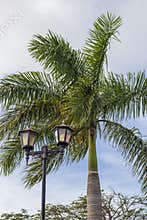 Concept shot of so called pregnant palm tree, authentic only to Cuba. Nature